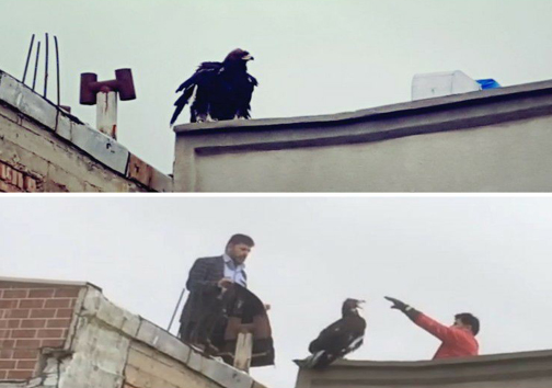 نجات یک بهله عقاب در پشت بام یکی از منازل مهاباد