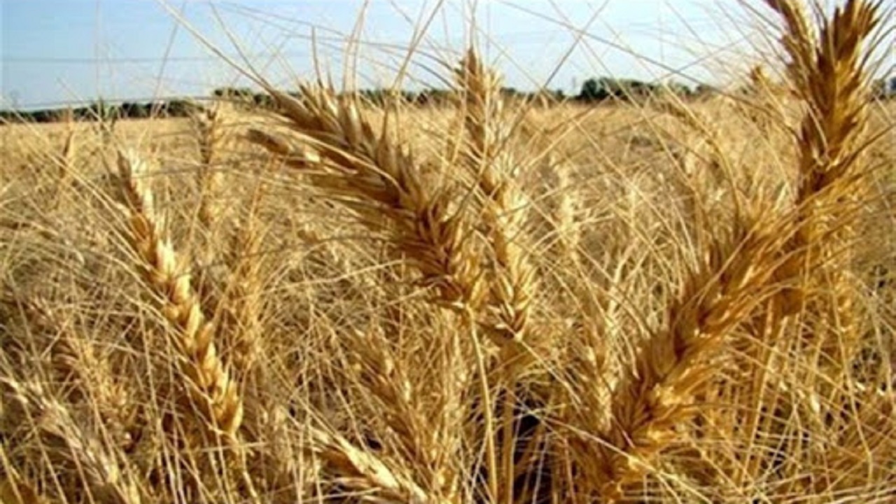 افزایش کشت گندم در استان قزوین