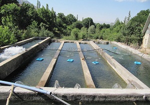 تولید لارو ماهی در مرکز شهید ملکی اهواز