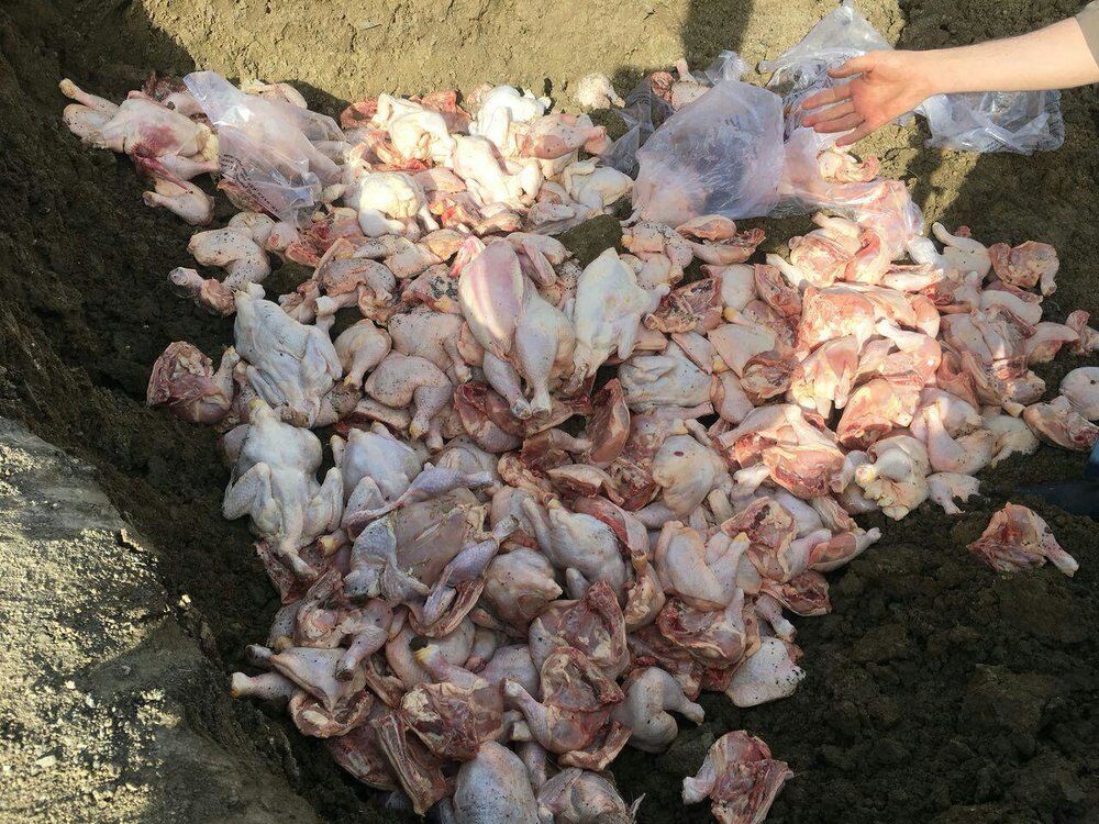 ۴۰۰ کیلوگرم مرغ تاریخ مصرف گذشته در یاسوج کشف شد