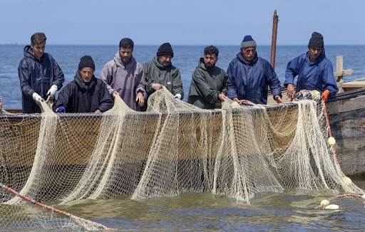 صید بیش از هزار تن ماهی استخوانی از دریای خزر