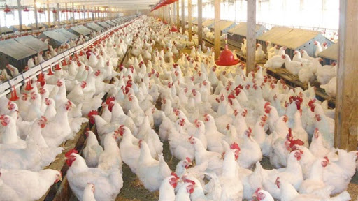 تولید حدود ۳۰۰ هزار تن مرغ گوشتی در گلستان