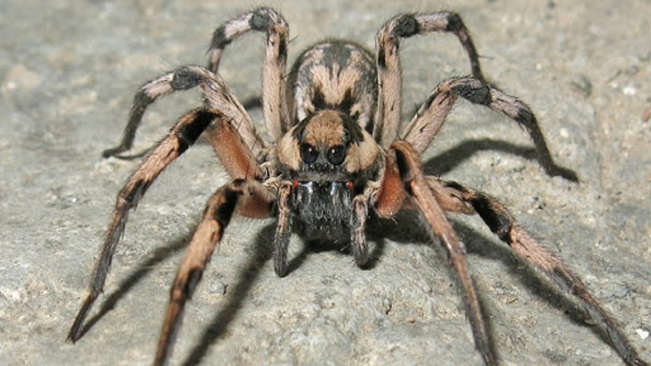 ۴۲ دانستنی جالب و خواندنی درباره عنکبوت‌ها