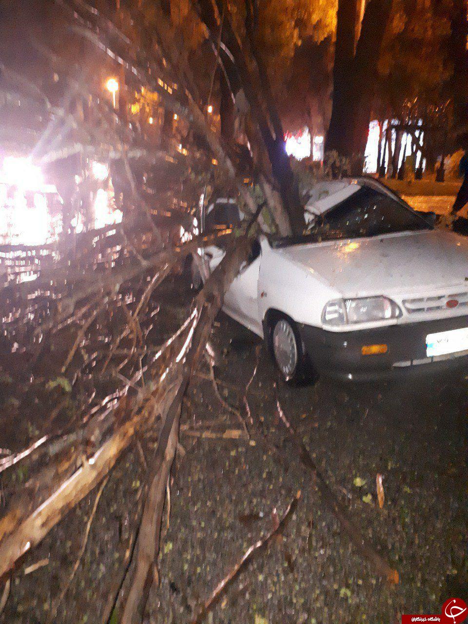 سقوط درخت بر روی پراید در کرمانشاه + عکس