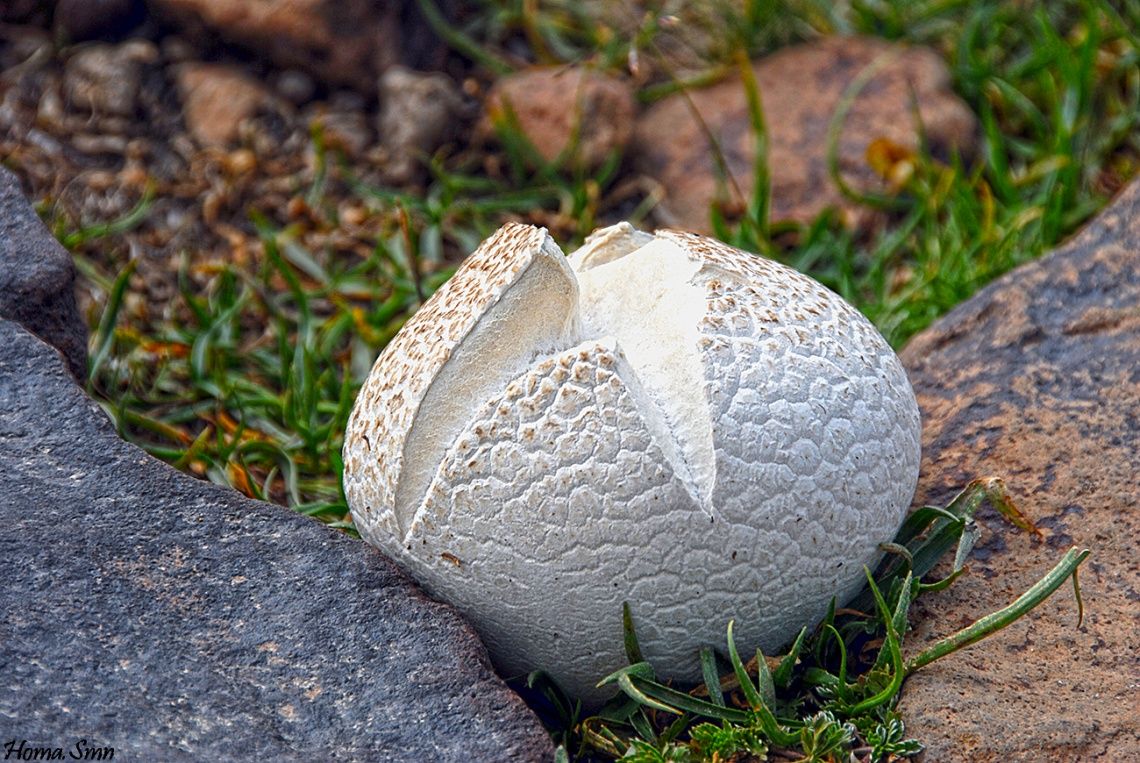 آیا قارچ‌های کوهی خوراکی هستند؟/ نحوه تشخیص خوراکی یا سمی‌بودن قارچ‌ها
