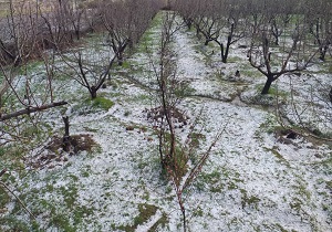 خسارت تگرگ، باران و باد شدید به مزارع و باغات کرمانشاه
