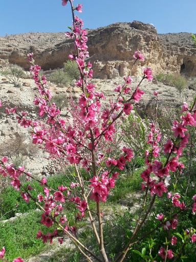 بهار دلنشین در دامنه‌های آتشفشان تفتان