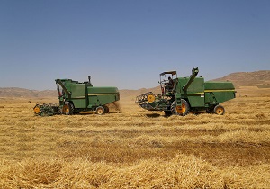 ۵۷۰ هزار تن گندم در استان اردبیل تولید می‌شود