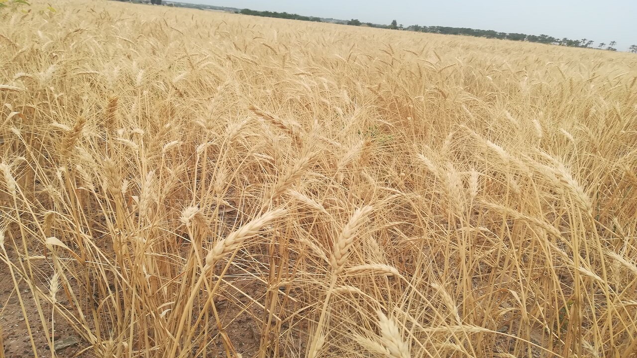 کشاورز ایرانشهری با برداشت پنج تن گندم در هکتار رکورددار شد