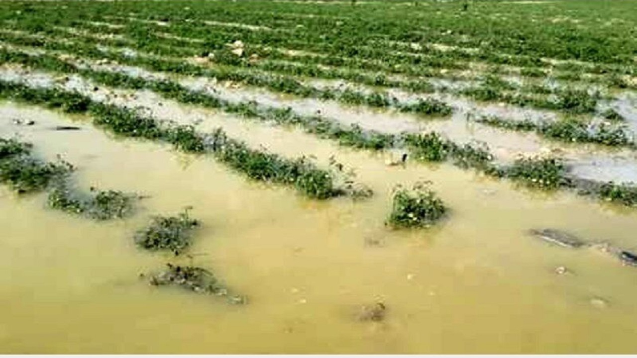 خسارت هفت میلیارد ریالی بارش‌های اخیر به کشاورزان تربت حیدریه