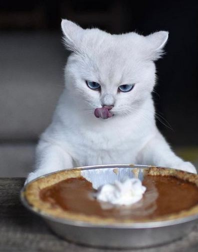 تصاویری از گربه محبوب اینستاگرامی