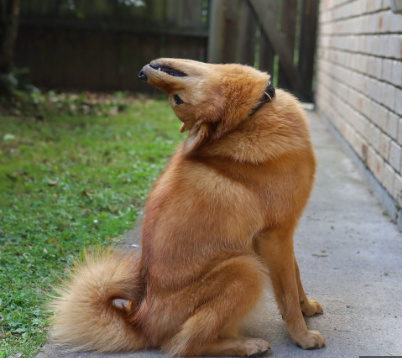 توله سگی که سر خود را ۱۸۰ درجه می‌چرخاند