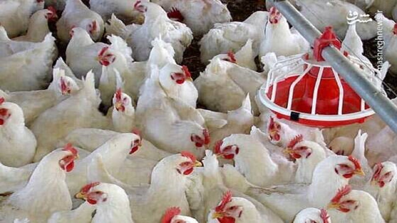 حاشیه‌های وارد شده به بازار مرغ و تخم مرغ به کجا کشیده شد؟