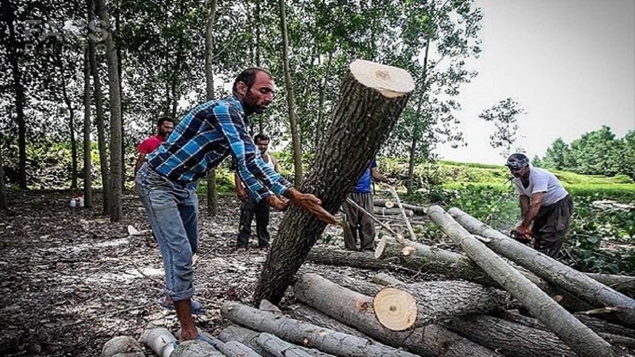 زراعت چوب، صنعتی که درختان را نجات می‌دهد/ راهکار کاهش رغبت متخلفین برای قطع درختان چیست؟