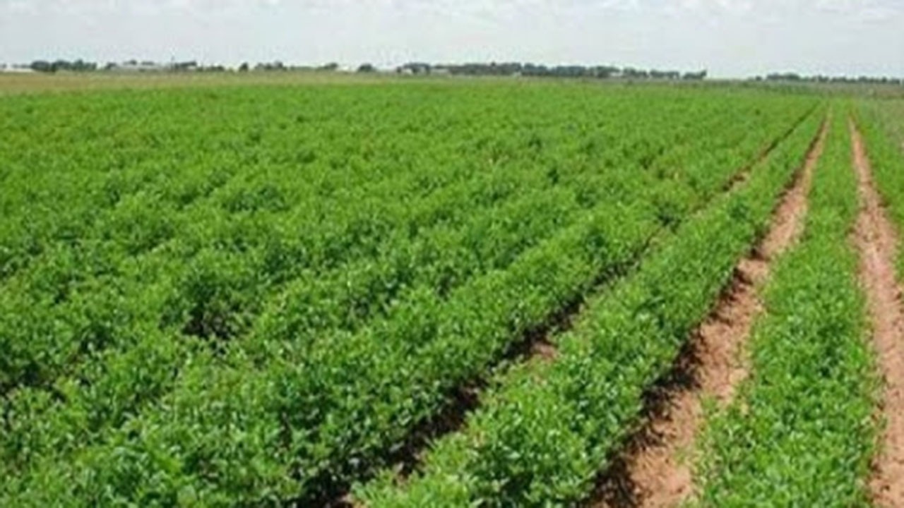 توصیه جهاد کشاورزی گلستان به کلزاکاران