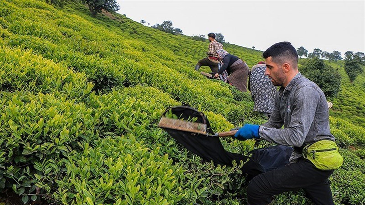 وقتی مافیا با واردات "سالم‌ترین" چای دنیا را نابود کردند/ این صنعت دلسو‌زی ندارد