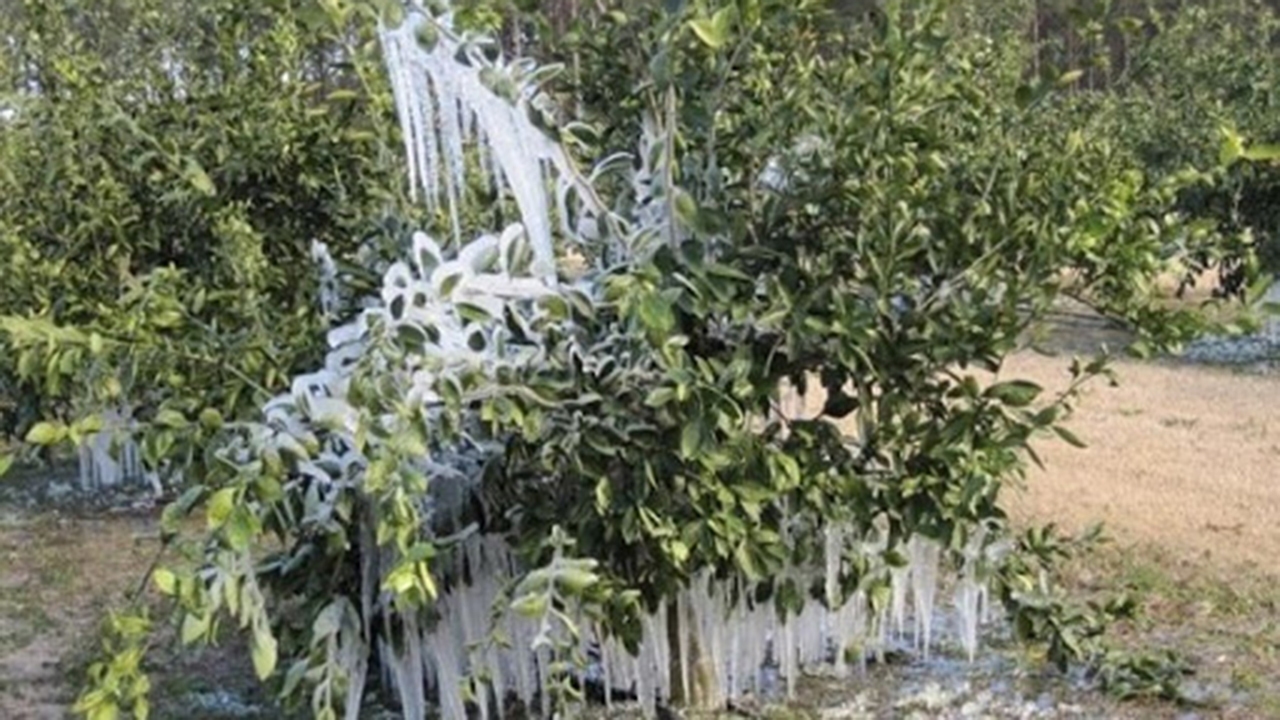 خسارت ۷۰۰ میلیارد تومانی سرما به مزارع و باغ‌های فارس