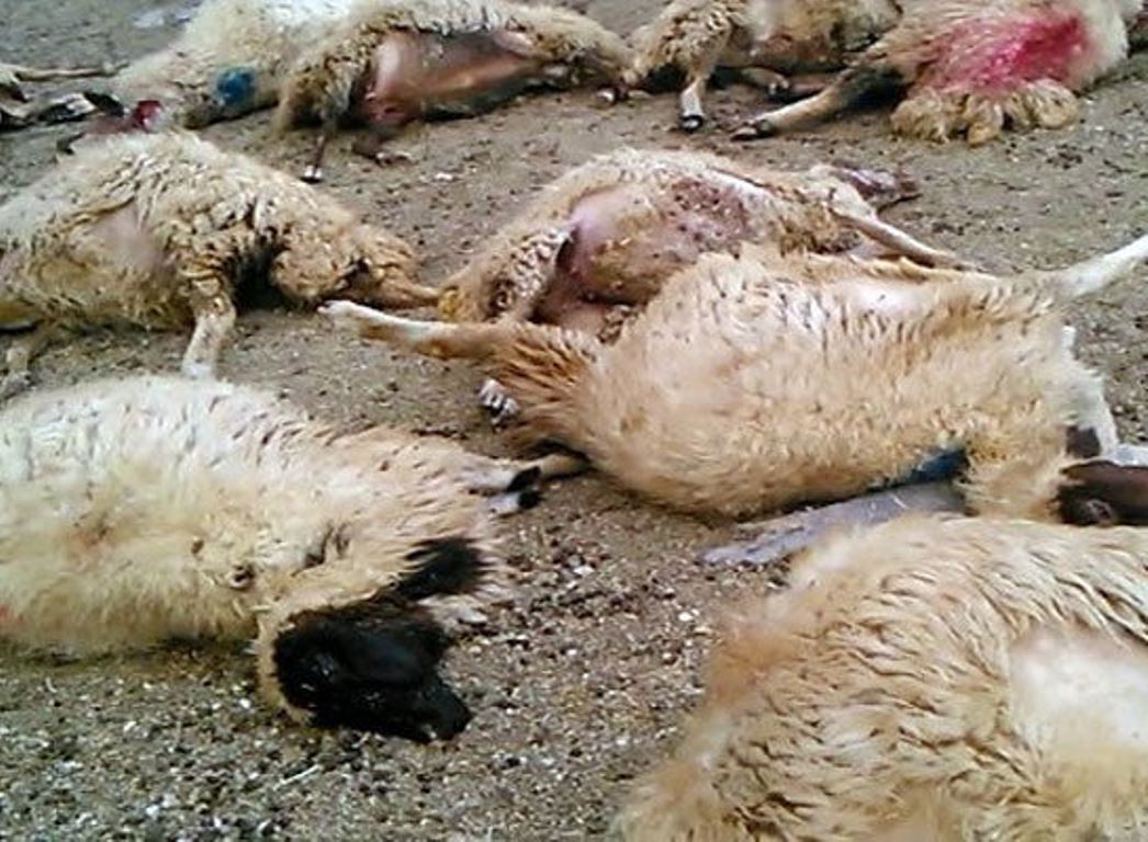 تلف شدن ۱۷ راس گوسفند در تبریز
