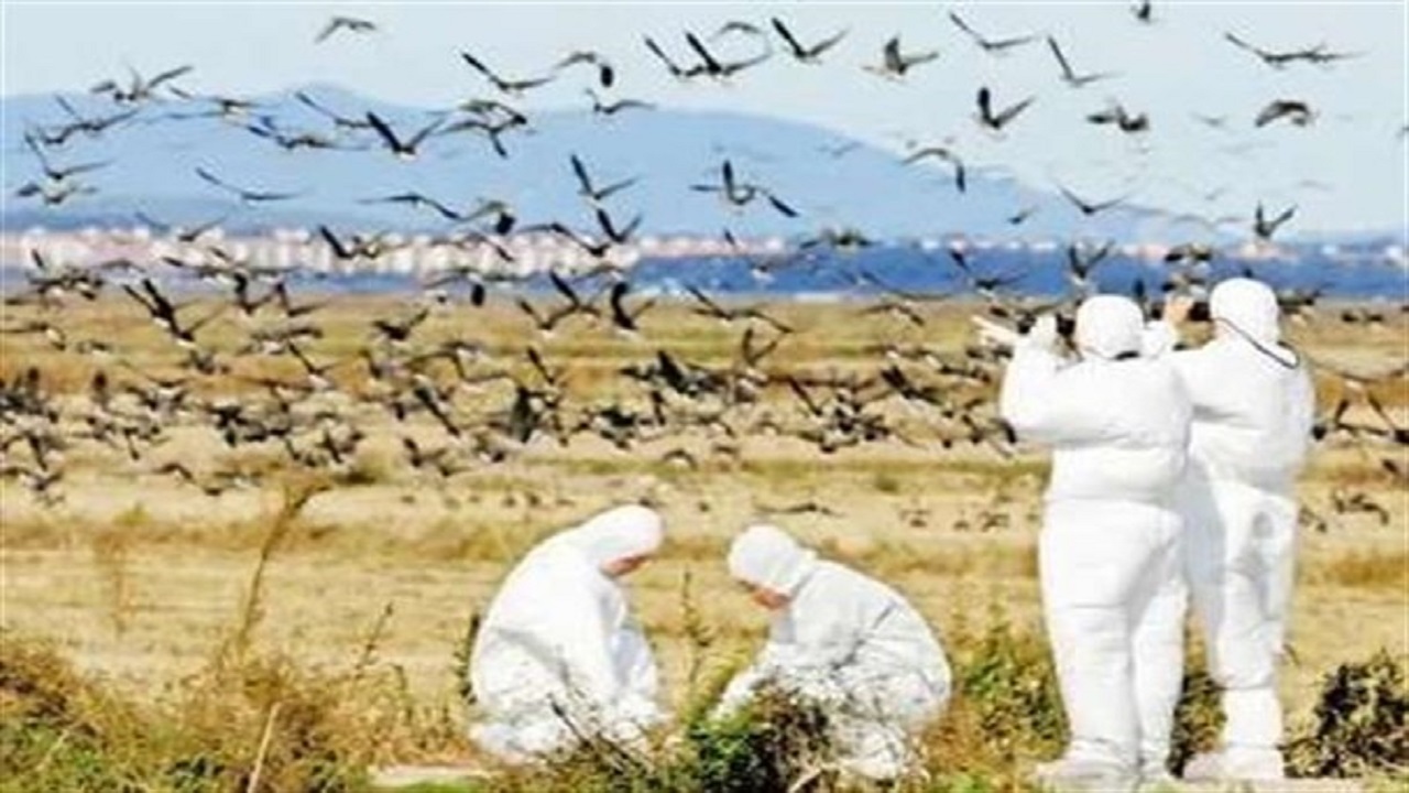 استمرار درگیری واحد‌های طیور با آنفلوانزای پرندگان تا پایان بهمن/ ۷۵۶ هزار پرنده معدوم شدند