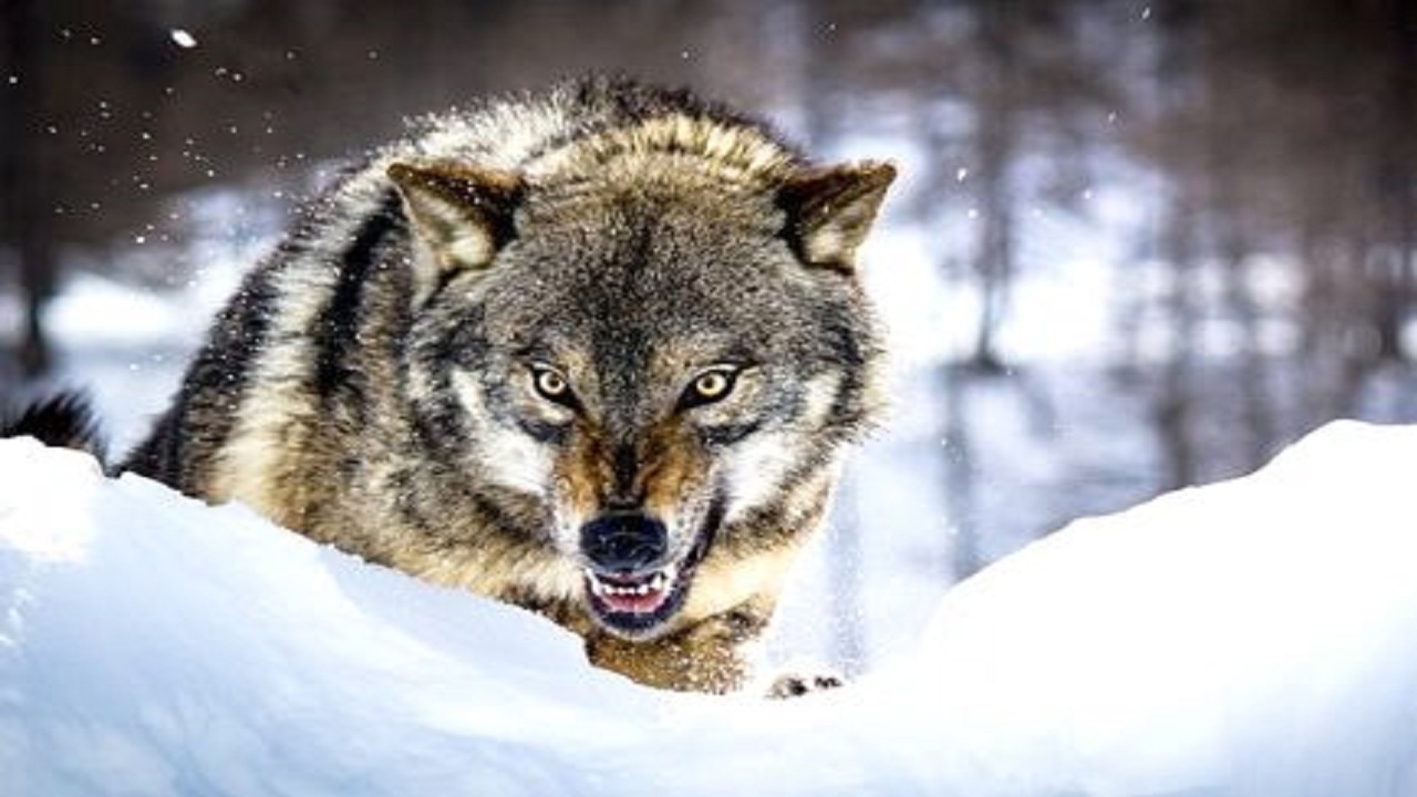 هشدار در مورد حمله گرگ‌ها در رزن