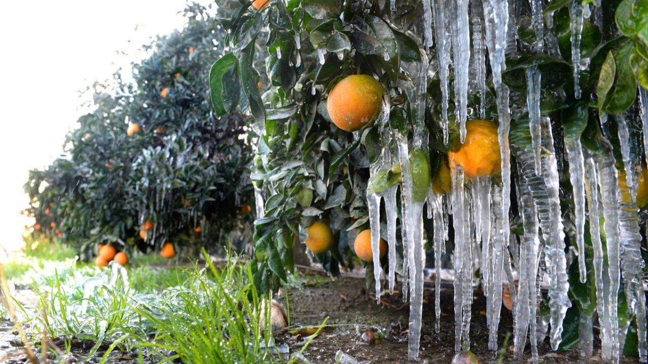باغداران گلستانی برای کاهش خسارت سرما زدگی چه کار‌هایی انجام دهند؟