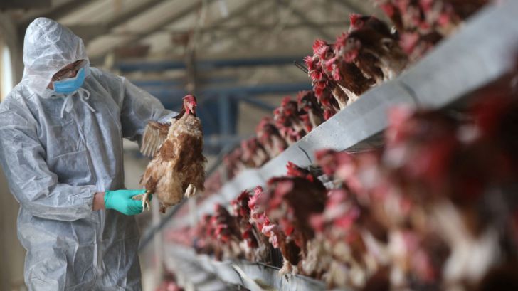 تکذیب شیوع آنفلوانزای حاد پرندگان در مرغداری‌های صنعتی تهران