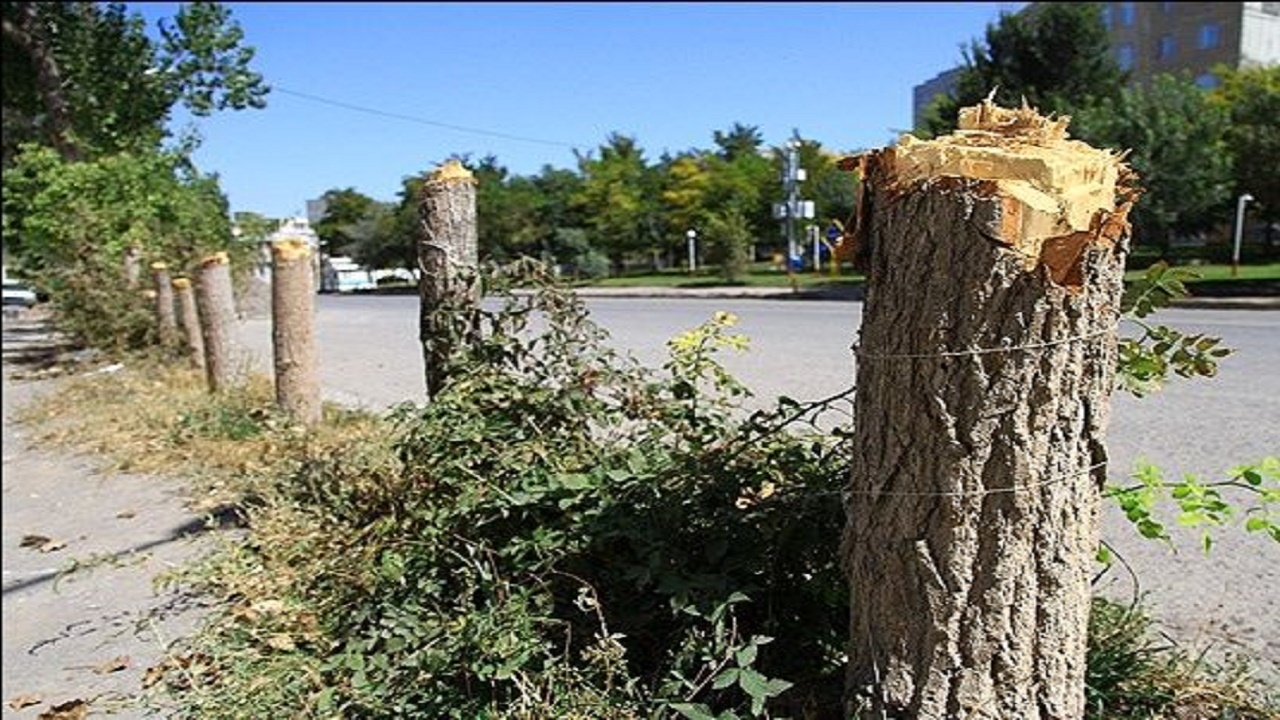 دستگیری سارق درختان شهری در بابلسر