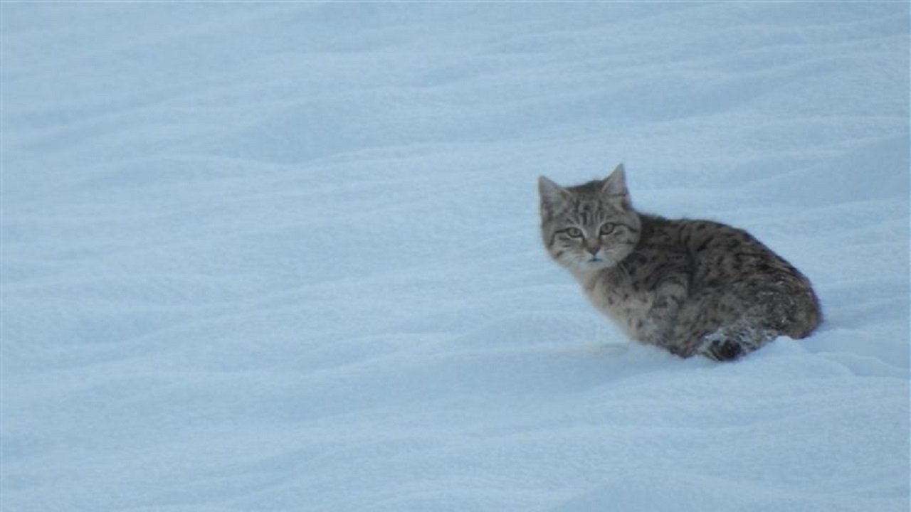 ثبت تصویر گربه وحشی در منطقه شکار ممنوع دربند مشکول شهرستان کوثر