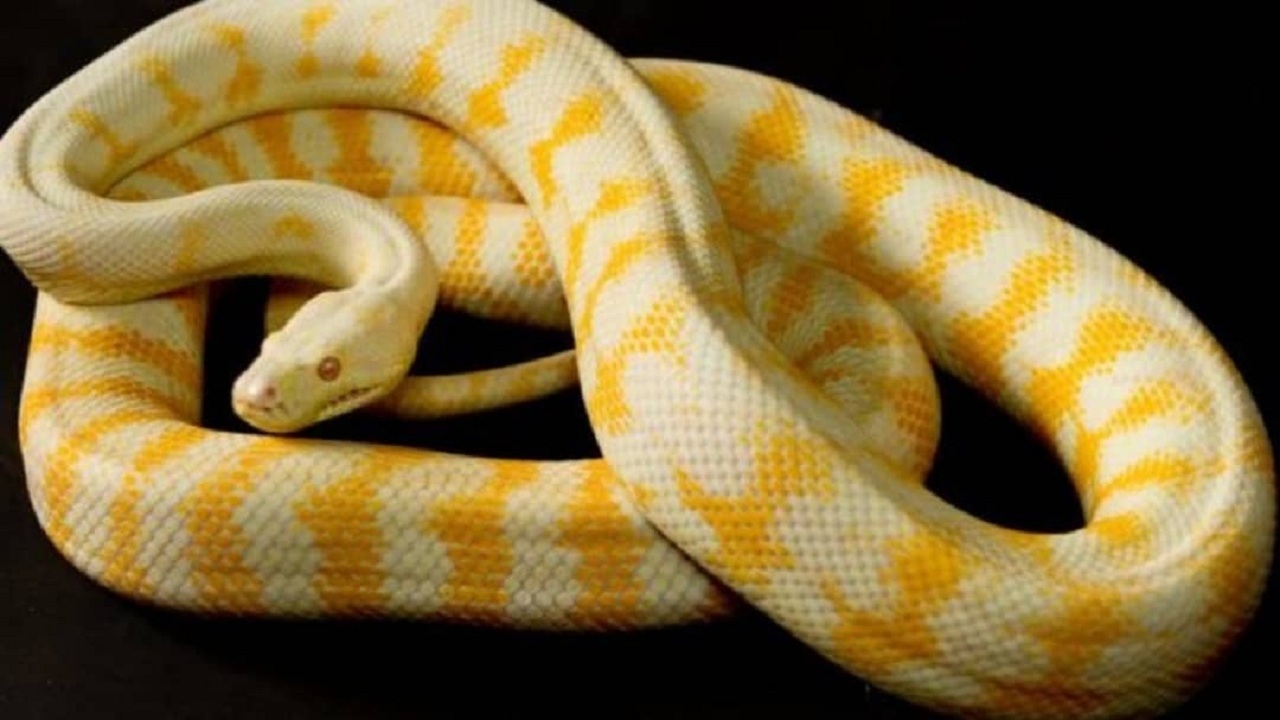 Змея питон альбинос. Маисовый полоз. Змея питон альбинос желтый. Змея тигровый питон. Белая анаконда