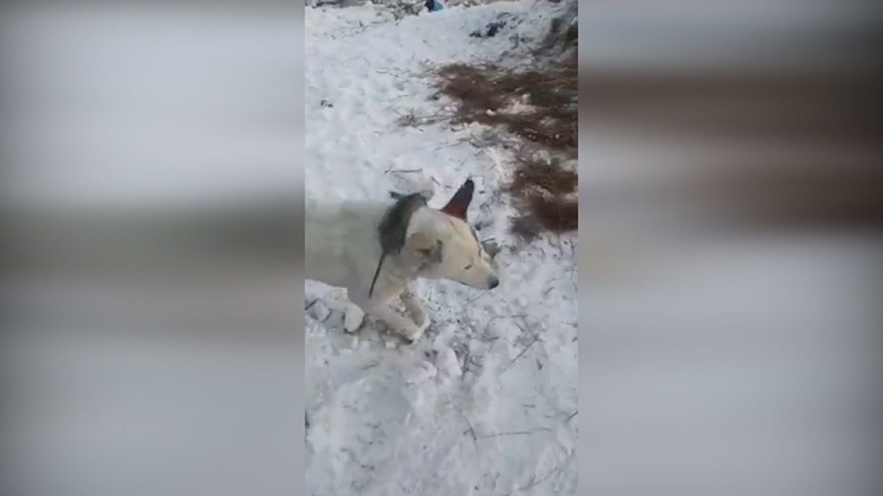 حیواناتی که ایستاده یخ زده اند! + فیلم