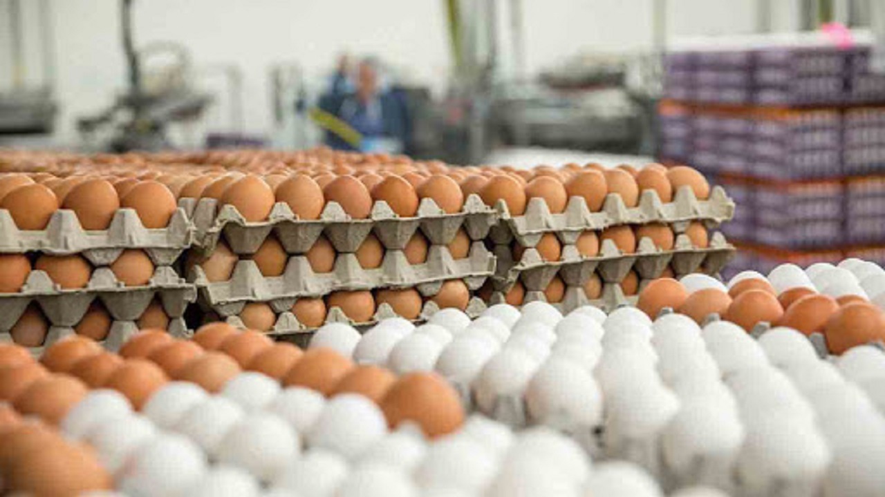 توزیع تخم مرغ با نرخ دولتی ادامه دارد