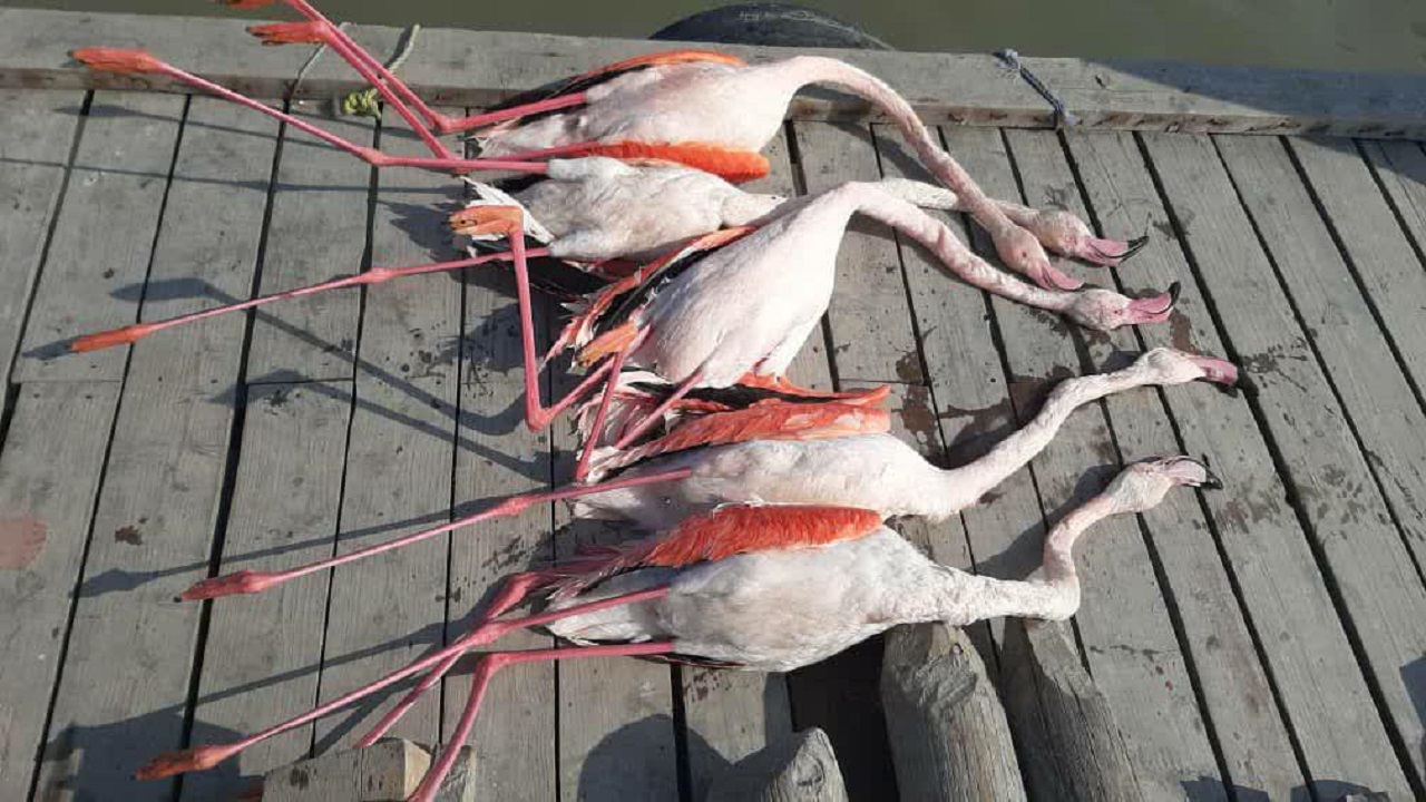 علت مرگ پرندگان مهاجر تالاب میانکاله در دست بررسی است