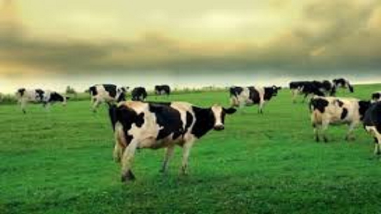 واحد تولید جنین منجمد گاو در کرج به بهره برداری می‌رسد
