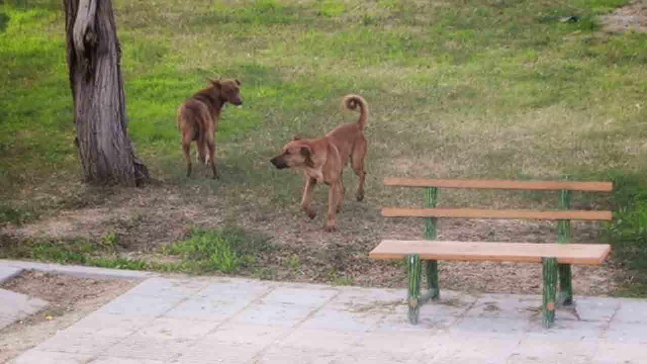 سگ های ولگرد، خطری که از بیخ گوش کودکان خرمشهری می گذرد/چاره اندیشی برای ساماندهی سگ ها