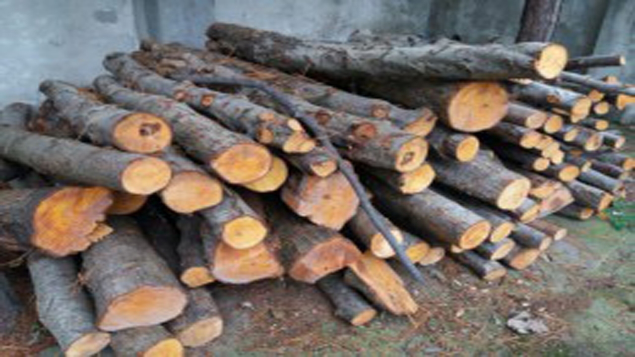 کشف چوب آلات قاچاق جنگلی در شیراز