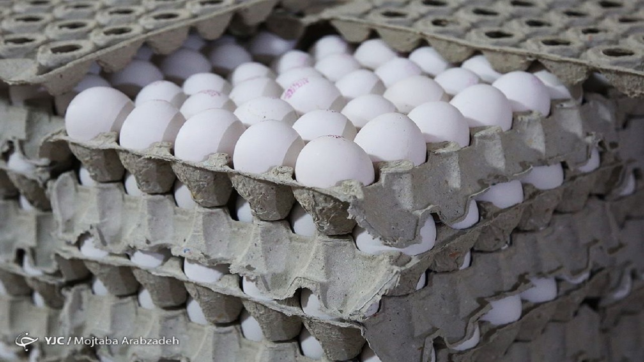 عرضه روزانه ۲۵۰ تن تخم‌مرغ در تهران/ مشکلی در تولید تخم‌مرغ نداریم