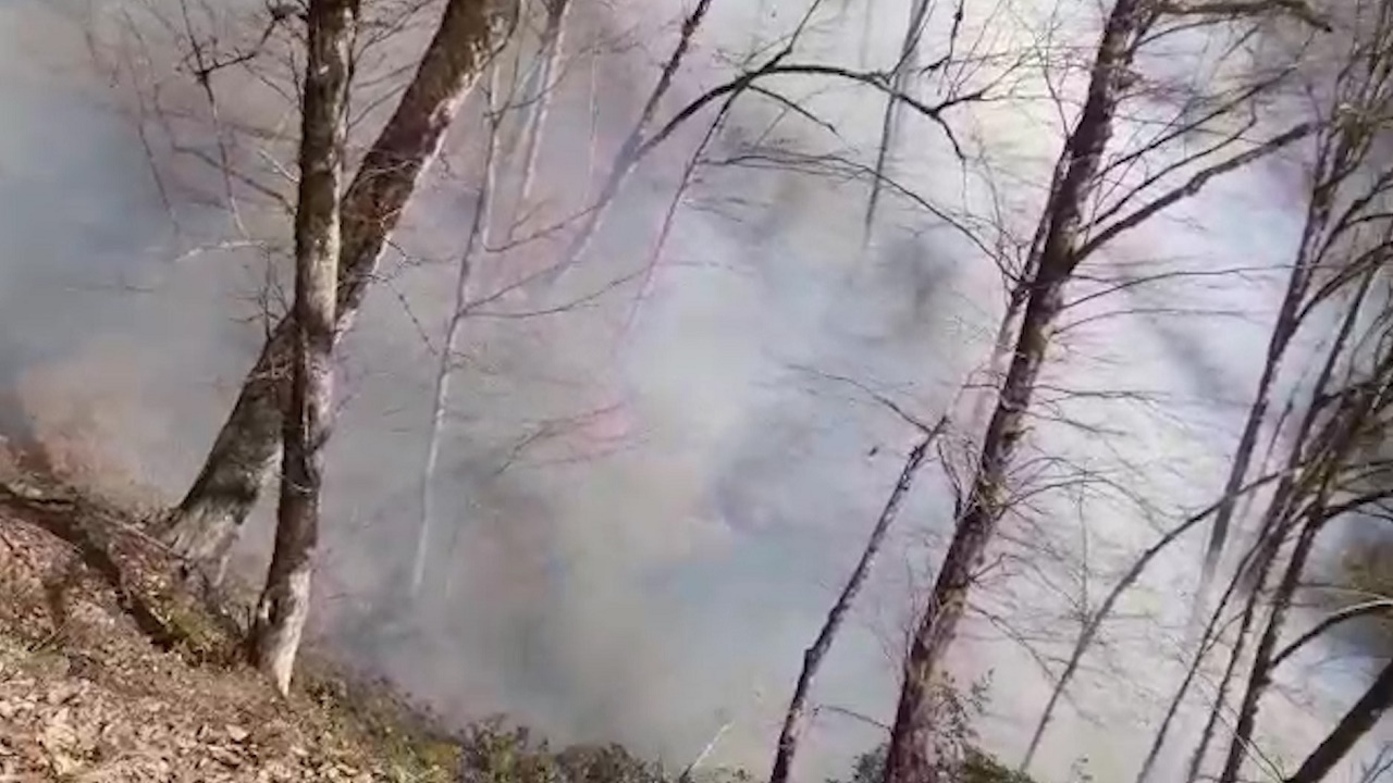 جنگل های رامسر غرق در آتش و دود + فیلم