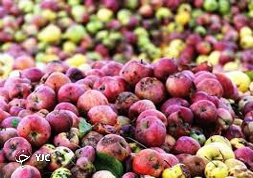 بر سر حاصل دسترنج یک ساله باغداران سیب چه آمده است؟