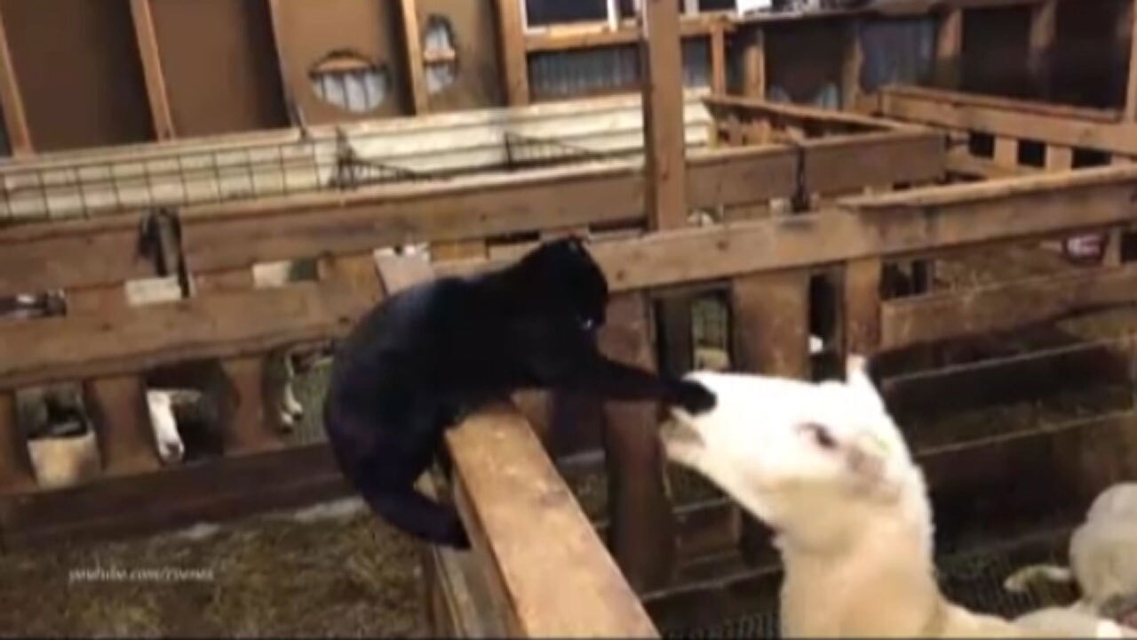 انتقام خنده‌دار گوسفند از یک گربه‌ عصبی + فیلم