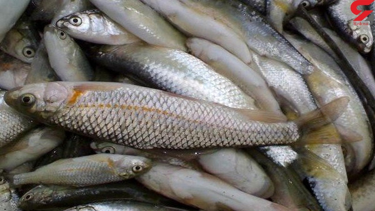 کشف ۲/۵ تن ماهی بدون مجوز در ملایر
