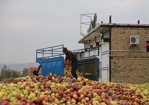 افول پادشاهی سیب در باغ های استان های غرب کشور/ سیب‌های که بجای فروش در بازار شب عید ضایعاتی می‌شوند