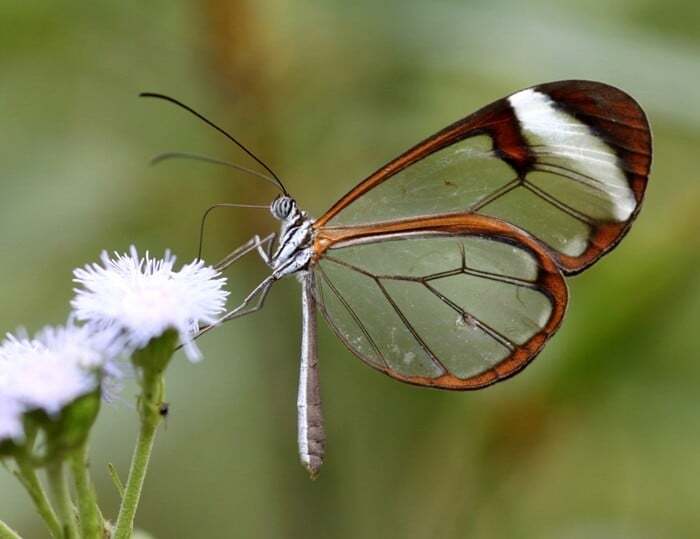 ۱۰ نمونه از زیبا‌ترین و شگفت انگیز‌ترین پروانه‌های جهان + تصاویر
