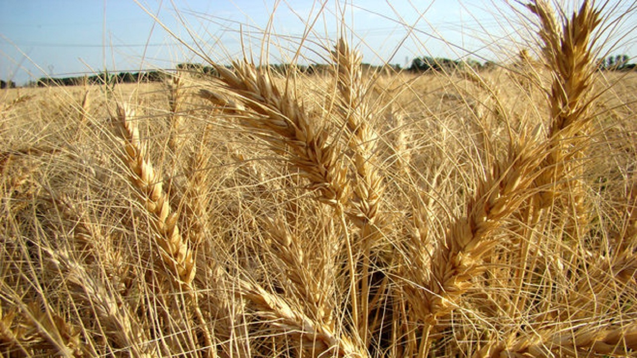 تولید ۲ برابری گندم در زنجان