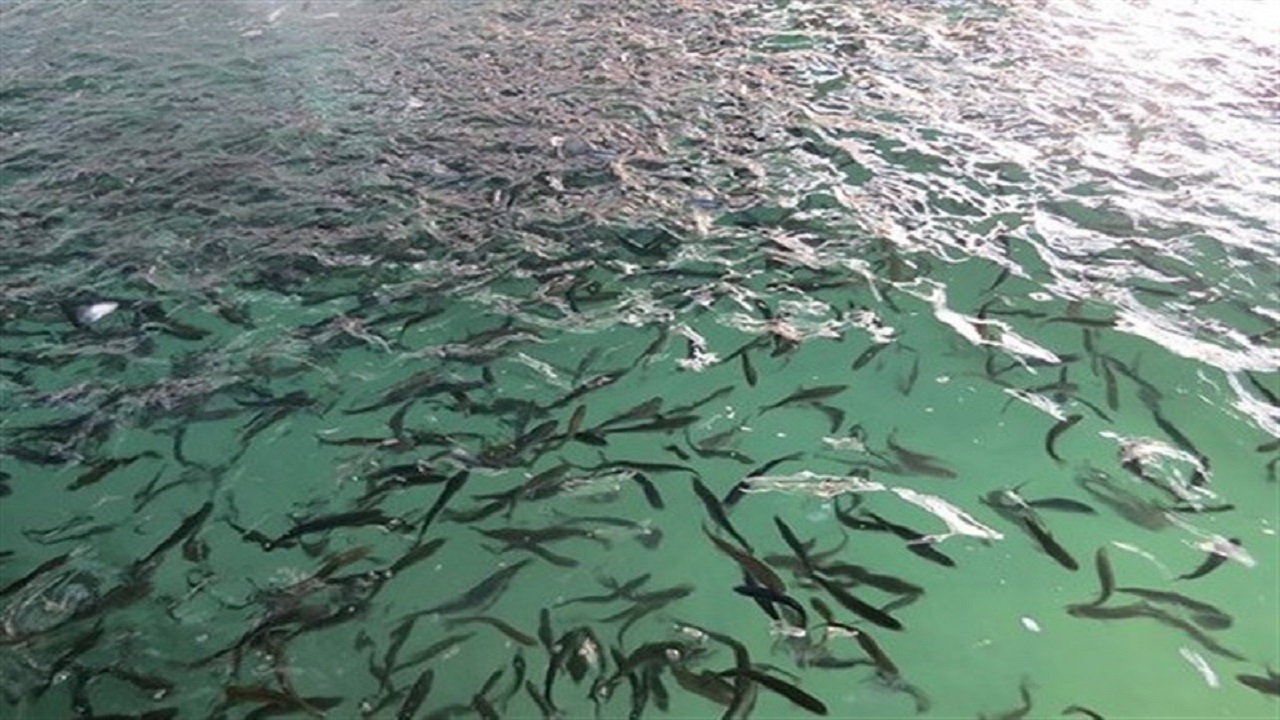 سالانه ۱۳ هزار تن ماهی در خراسان رضوی تولید می‌شود