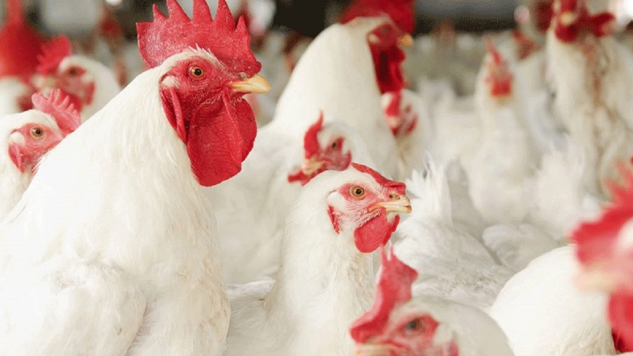 کشف بیش از هزار قطعه مرغ گوشتی قاچاق در بافق