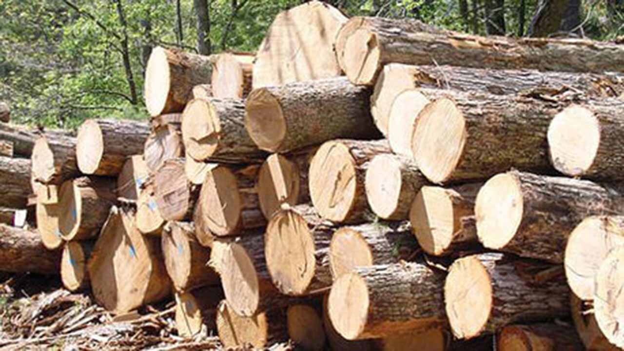 کشف ۱۷ تن چوب قاچاق در بندرگز