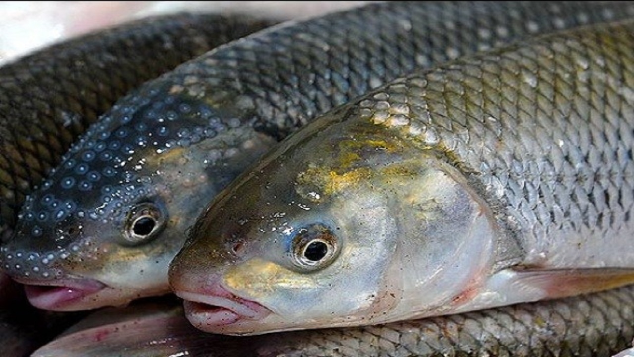 تولید ماهی در کردستان به ۸ هزار تن رسید