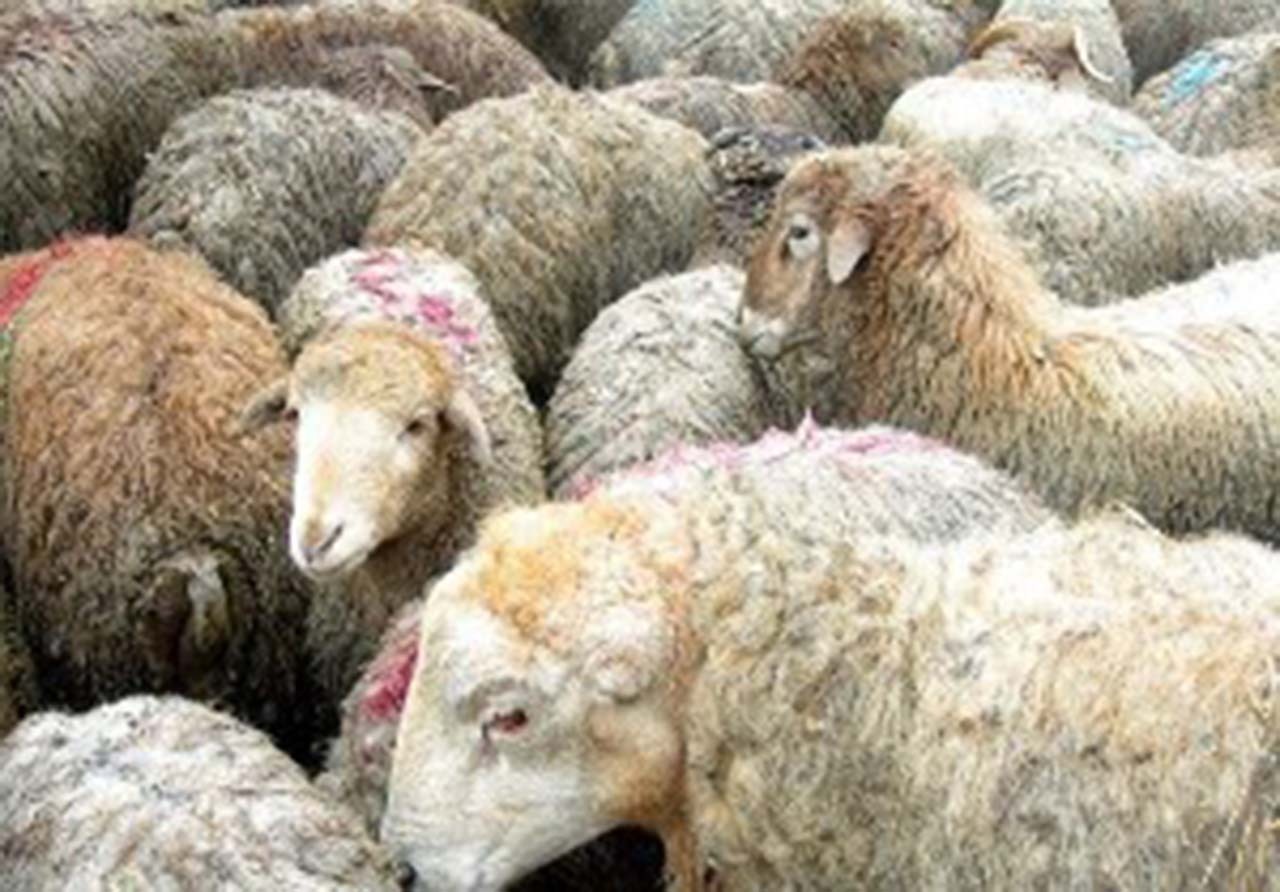 کشف ۲۳۱ راس گوسفند سرقتی در تبریز و عجب‌شیر