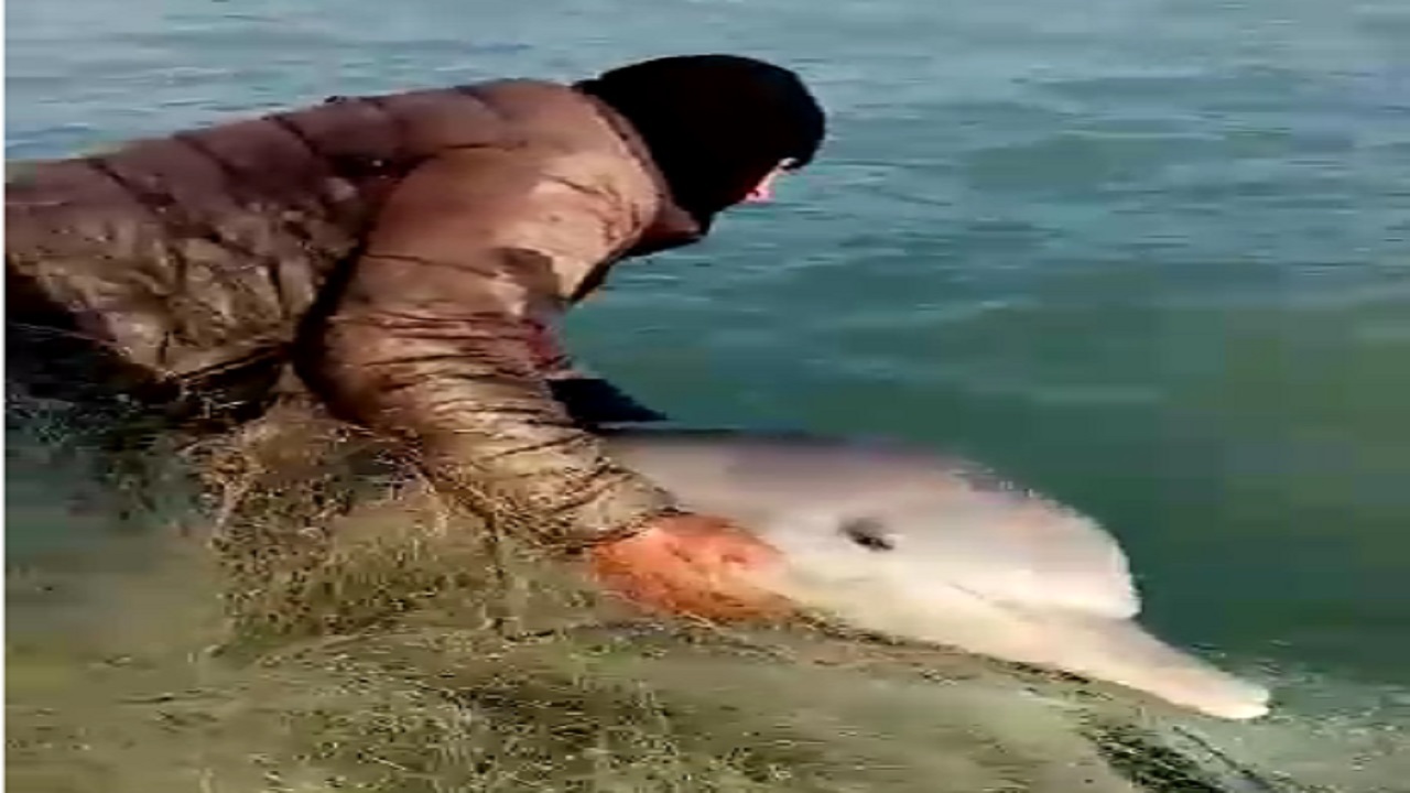دو صیاد تنگستانی دلفین گرفتار شده در تورشان را به دریا برگرداندند + فیلم