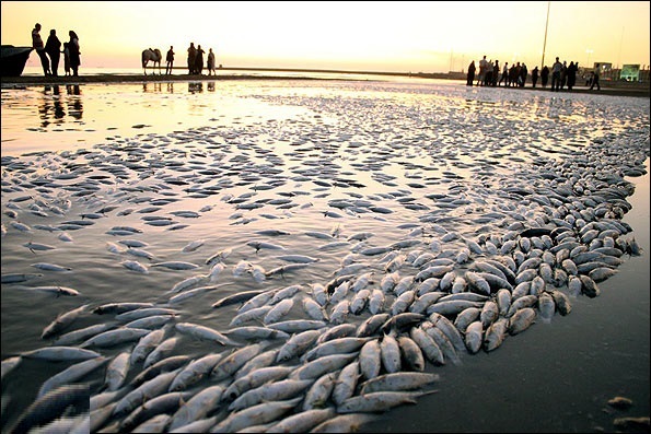 مرگ هزاران ماهی در خلیج فارس/ مرگ هزاران پرنده مهاجر به مرگ هزاران ماهی آبزی ختم شد